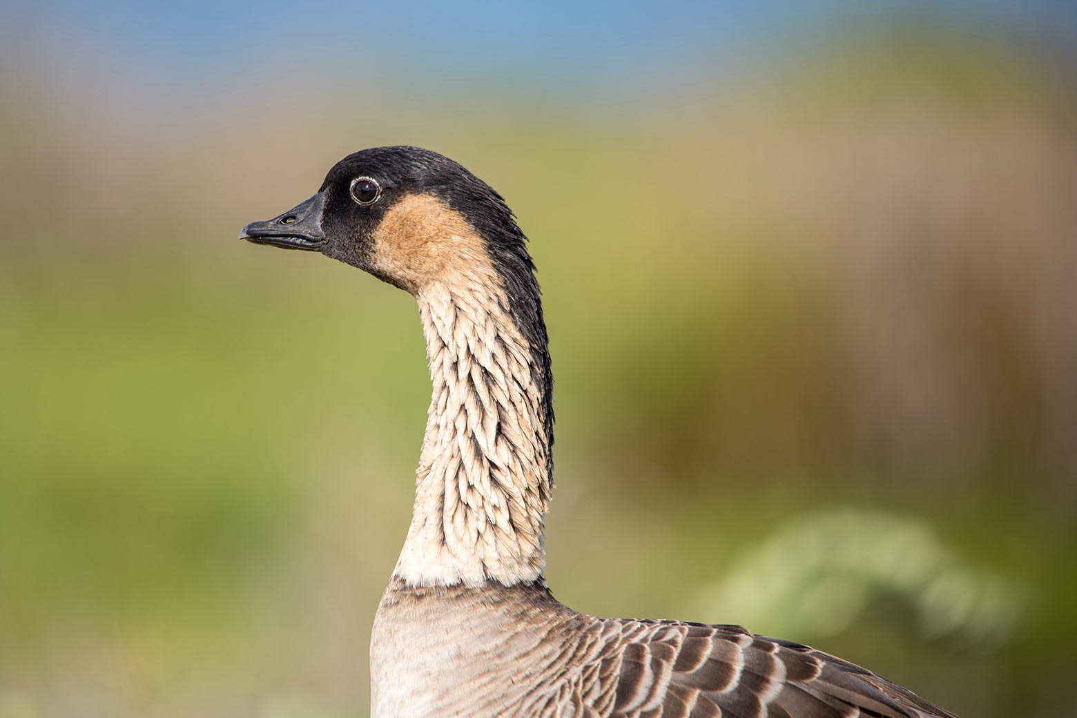 ハワイの地名 Manu 鳥 がつく地名 崎津鮠太郎